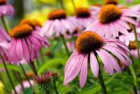What's in Bloom?
