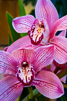Flora