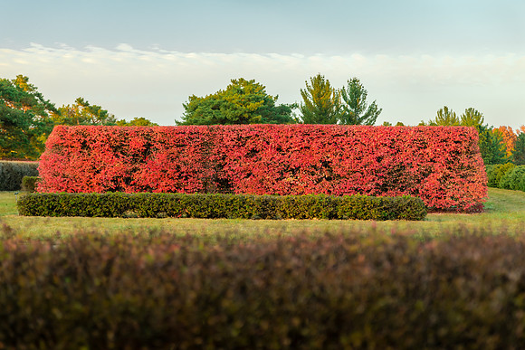 Hedges in Fall