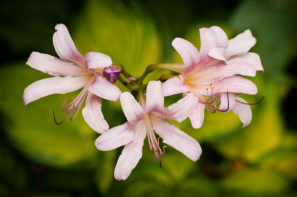Magic Lily