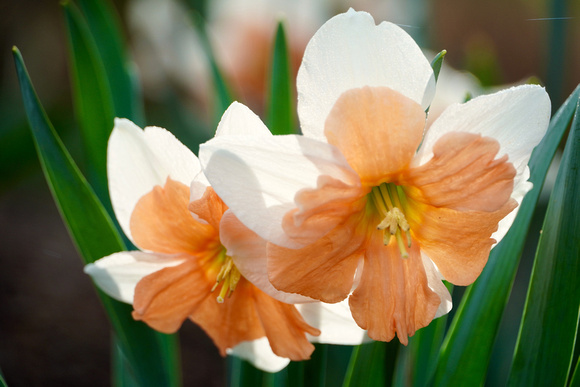 White&OrangeDaffodils2024_BonnieRonning.02
