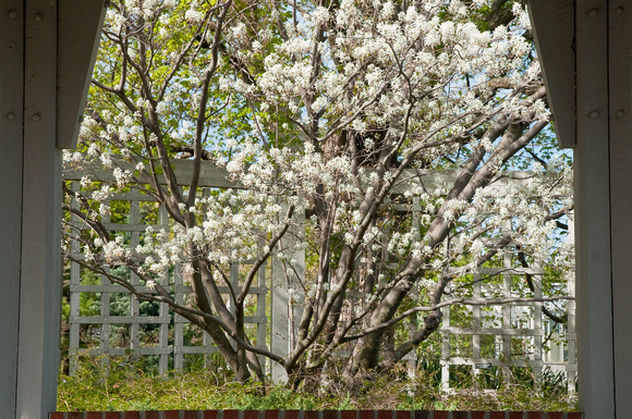 Juneberry in Bloom