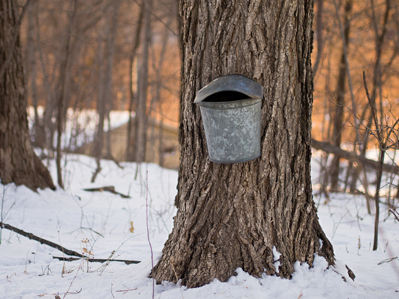 Maple sap collection