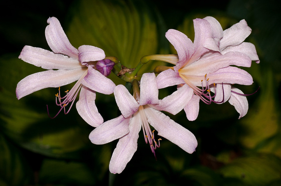 Magic Lily