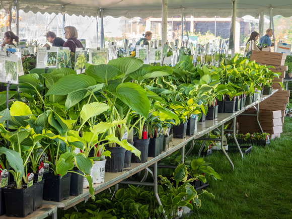Annual Plant Sale 2024
