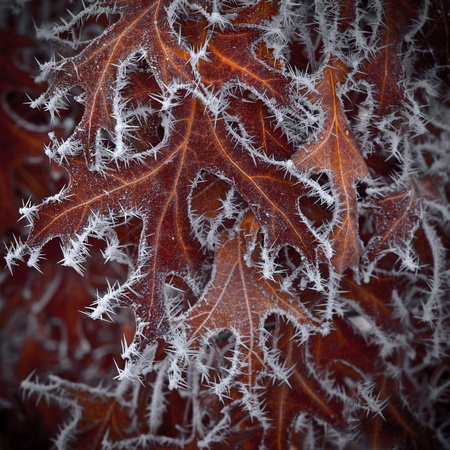 Oak Leaves & Hoar Frost
