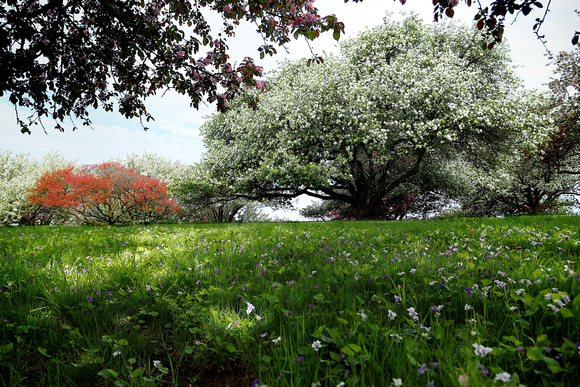 Spring Flowering Crab Apple Trees 2022