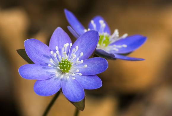 Hepatica_The Wildflower Garden