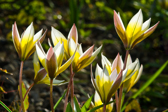 Tarda Tulip Rock Garden