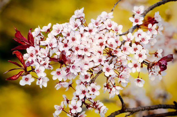Spring plum blossoms