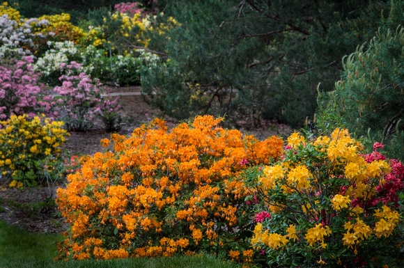 The Azalea Collection