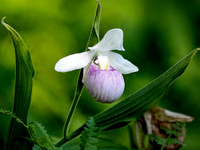 Woodland Natives