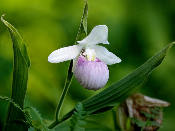 Showy Lady's Slipper Flowers
