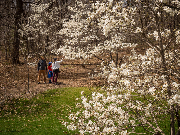 Admiring the Spring Magnolia blossoms