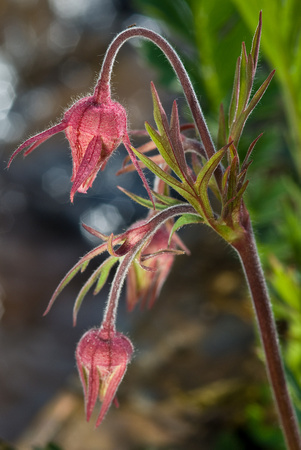 Purple Avens (Prairie Smoke) The Prairie Garden
