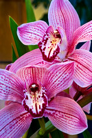 Flora