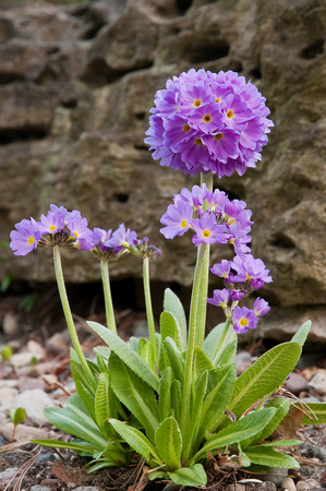 drumstick primrose