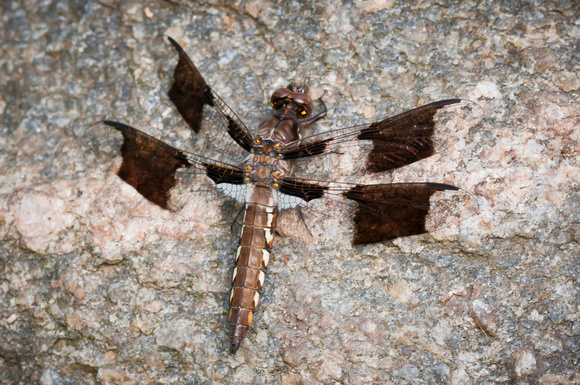 Dragonfly close up
