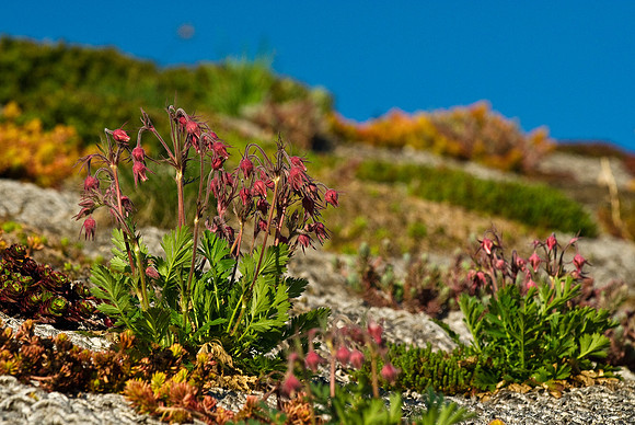 Green Roof and Spring Prairie Smoke