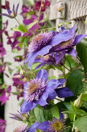 "The President" vase vine