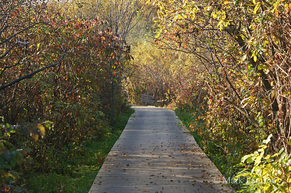 Bog Trail 2