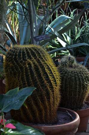 Cactus