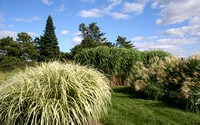 Grasses