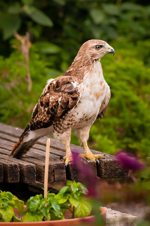 Hawk on the lookout