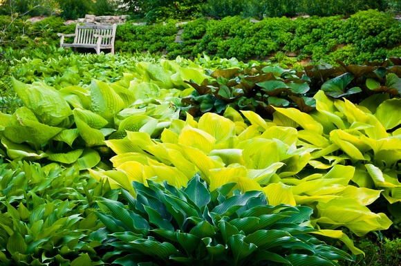 Hosta Glade in early summer