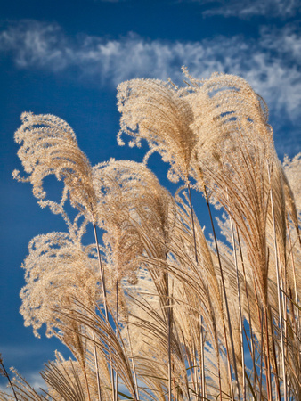 Ornamental Grasses on a late Fall day