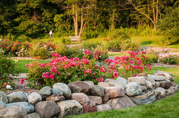 Shrub Rose Garden in Summer