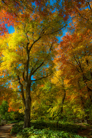 Maple Rainbow Dream