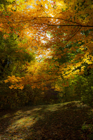 Golden Maple Path