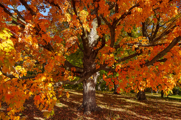 Maple Explosion 01