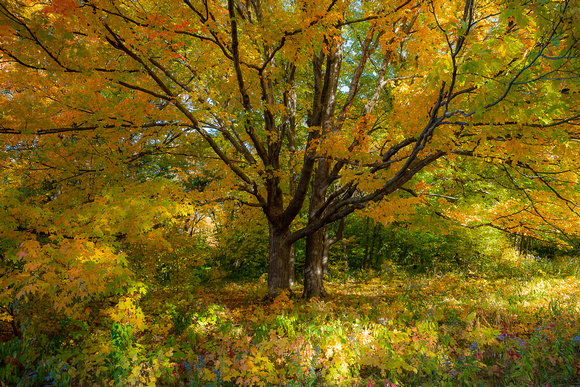 Maple VIsion 01