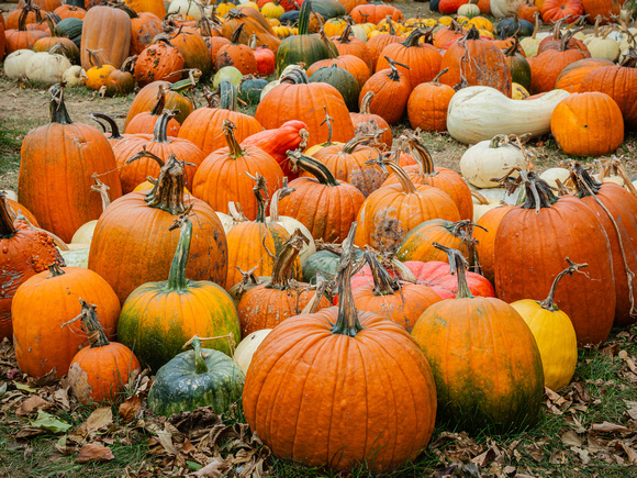 Pumpkins/Gourds  for Sale at the AppleHouse