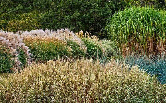 Ornamental Grass Collection