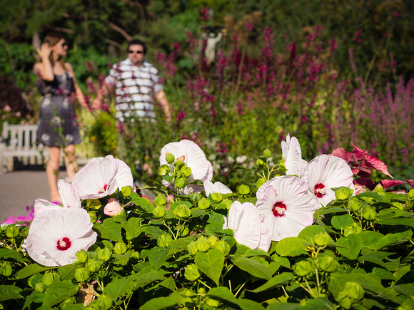 Hibiscus in the Annual Garden
