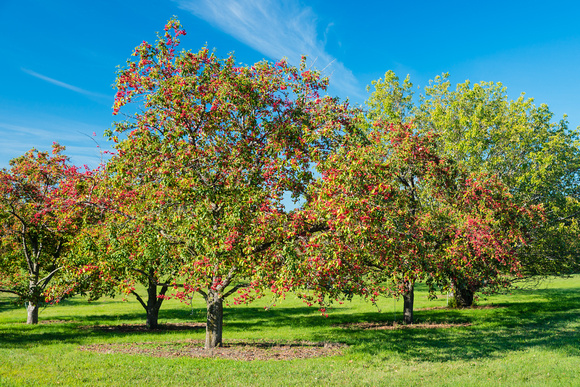 Mid-August crabapples