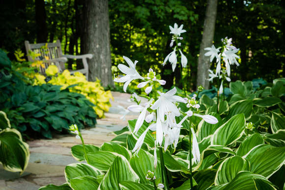 Hosta 'So Sweet'