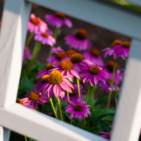 Purple Coneflowers