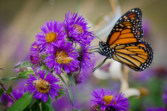 Monarch and Honey bees