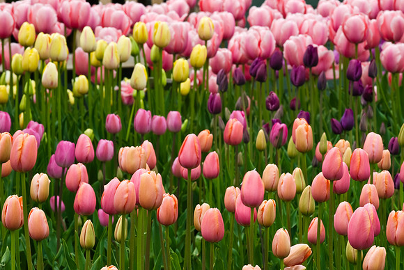 Oswald Center Garden Tulip Collage