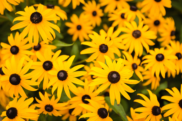 Black-eyed Susan