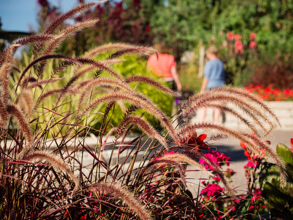 Foutain Grass in Annual Garden