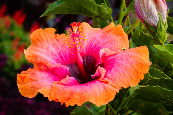 Hibiscus in the Annual Garden
