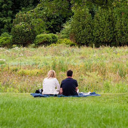 Contemplating the Meadow on a Summer evening