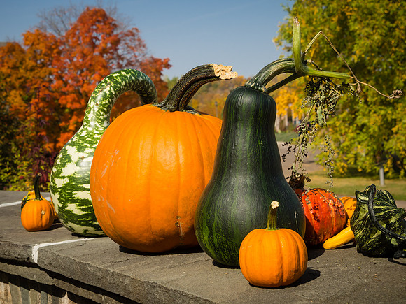 Pumpkin Palooza  2012