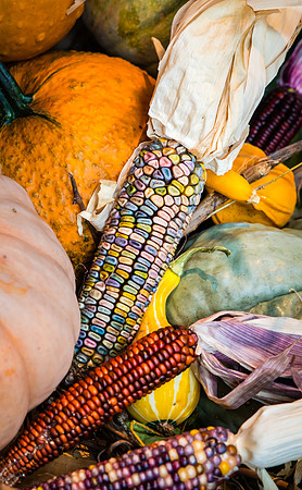 Decorative corn on display