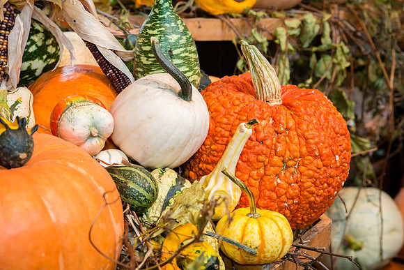 Pumpkin Palooza  2012